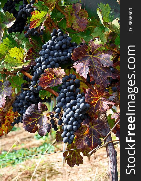 Detail vineyard photo in autumn. redwine berries in october light. Location: Esslingen am Neckar, Germany. Detail vineyard photo in autumn. redwine berries in october light. Location: Esslingen am Neckar, Germany