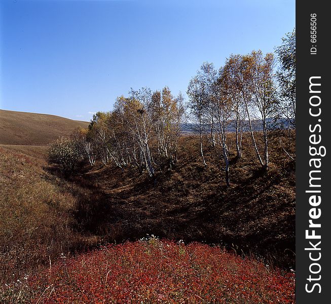 A golden autumn field,it is named bashang.