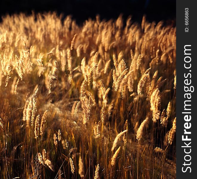 A golden autumn field,it is named bashang.