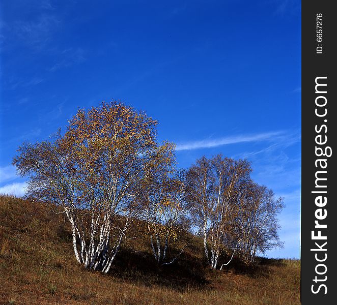 A golden autumn field,it is named bashang.