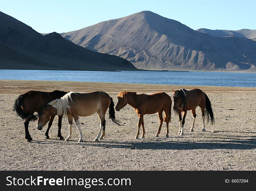 Herd of horses in front of lake and mountains. Mongolia