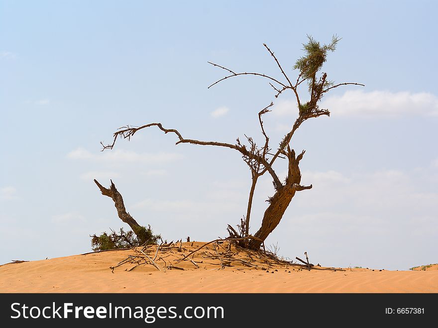 Dead tree on a sand dune. Dead tree on a sand dune