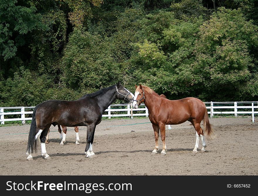 Two horses on the background of green trees