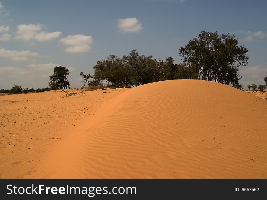 Desert trees on sand dunes. Desert trees on sand dunes