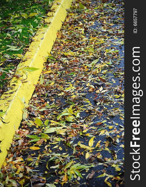 Autumn leaves on a wet rainy pavement.