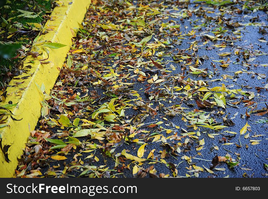 Autumn leaves on a wet rainy pavement.