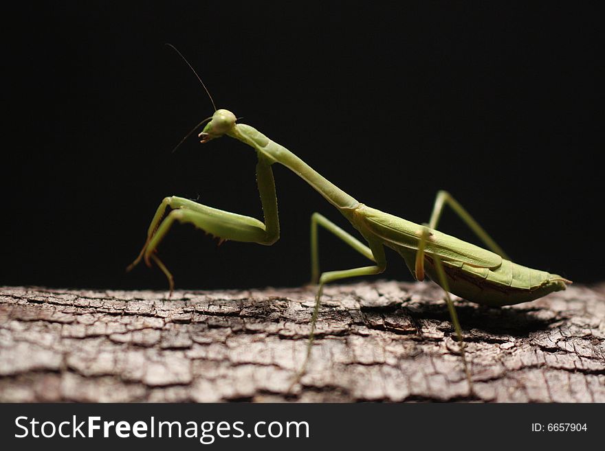 Photo of a praying mantis on a log against a black background.