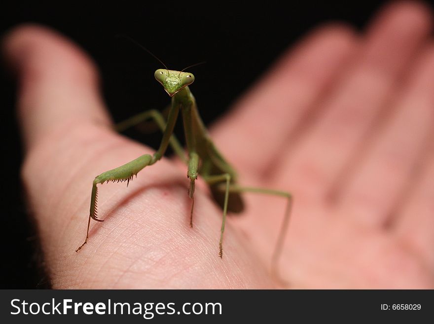 Photo of a praying mantis on a hand against a black background.