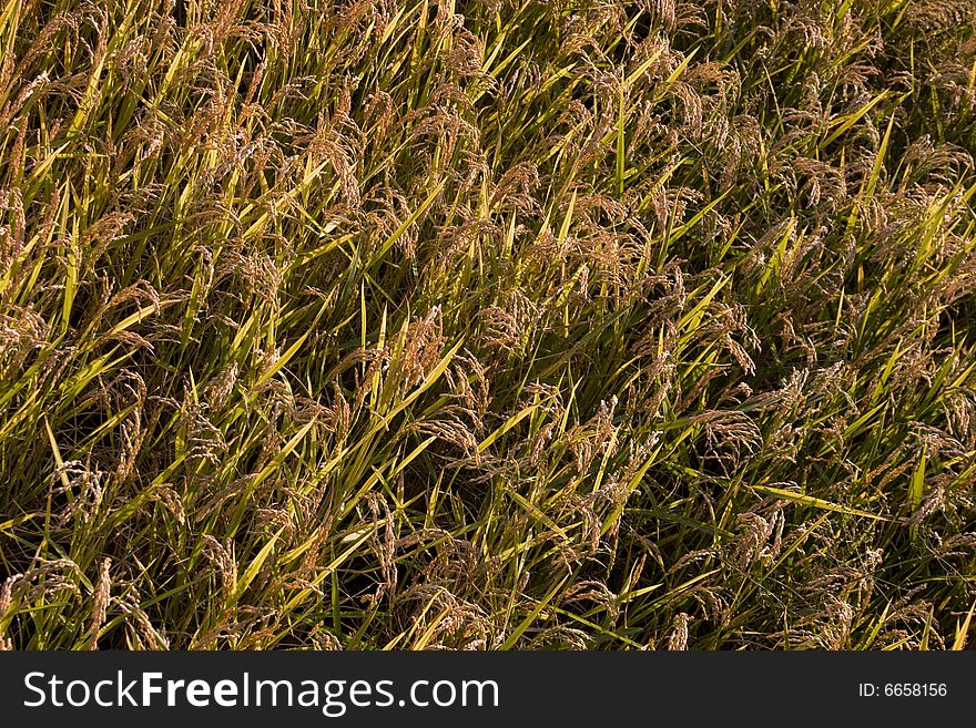 A close up on rice as cultivated in Italy.