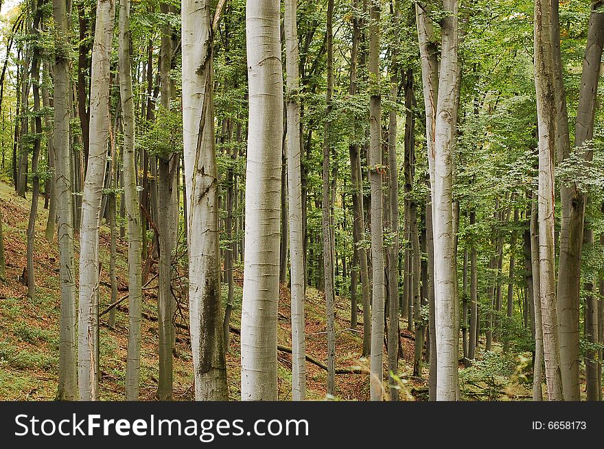 Stright tall beech trees in forest. Stright tall beech trees in forest