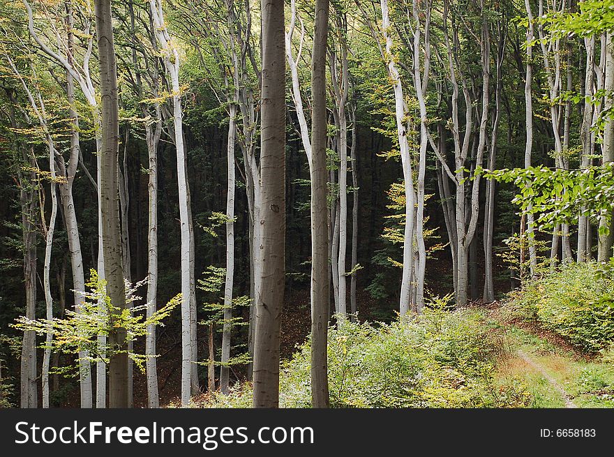 Stright tall beech trees in forest. Stright tall beech trees in forest