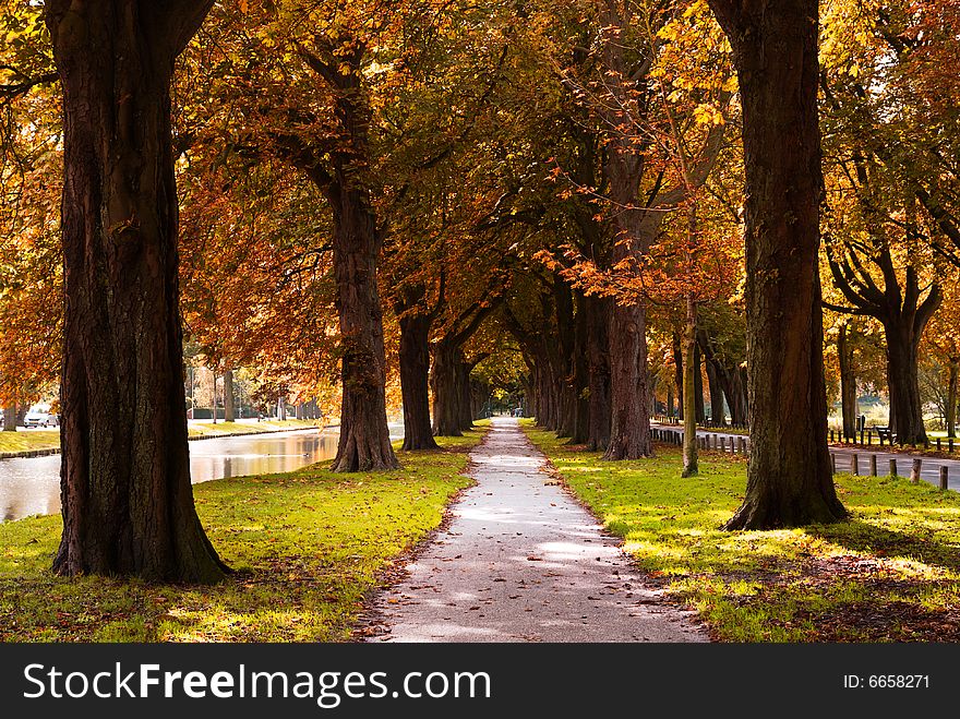 Autumn colors in the forest