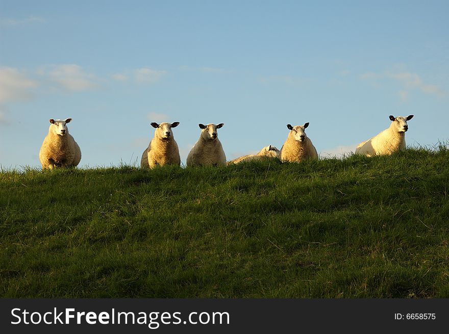 Schafe auf dem Huntedeich bei Oldenburg. Schafe auf dem Huntedeich bei Oldenburg