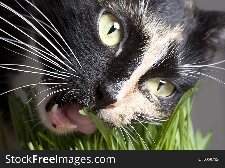 Close-up cat's face eating green grass. Close-up cat's face eating green grass