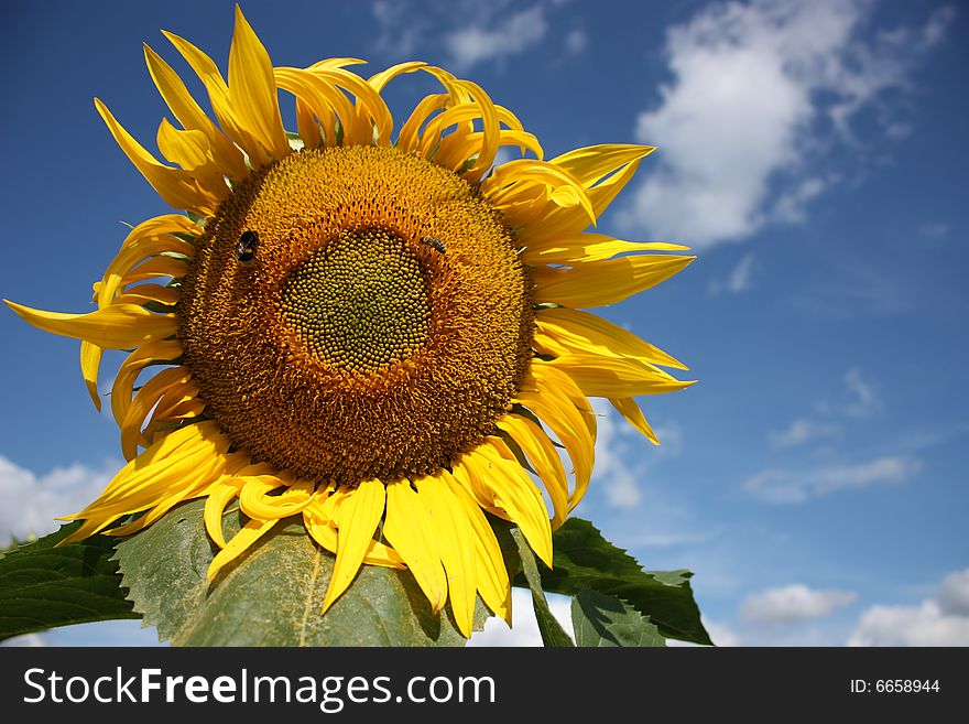 Sunflower in summer pollinated by a bee. Sunflower in summer pollinated by a bee