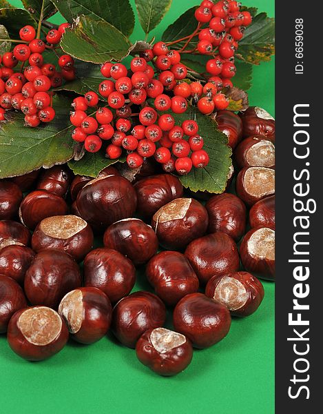 Autumn rowan tree and chestnuts - isolated. Autumn rowan tree and chestnuts - isolated