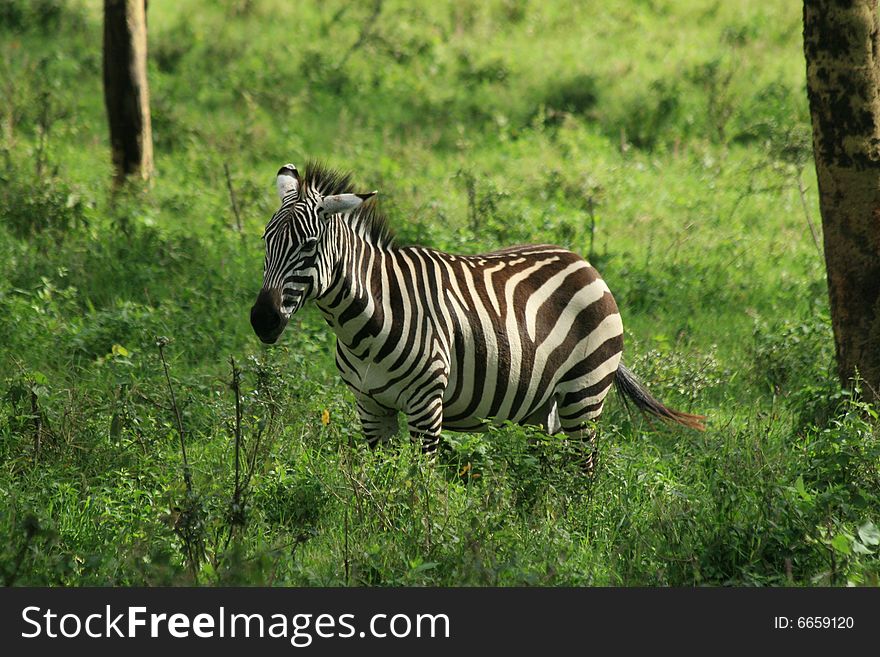 A photo of a Zebra amongst some green grass.