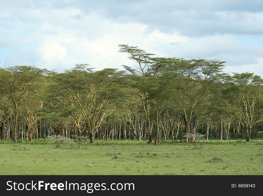 A photo of green trees taken in Kenya. A photo of green trees taken in Kenya