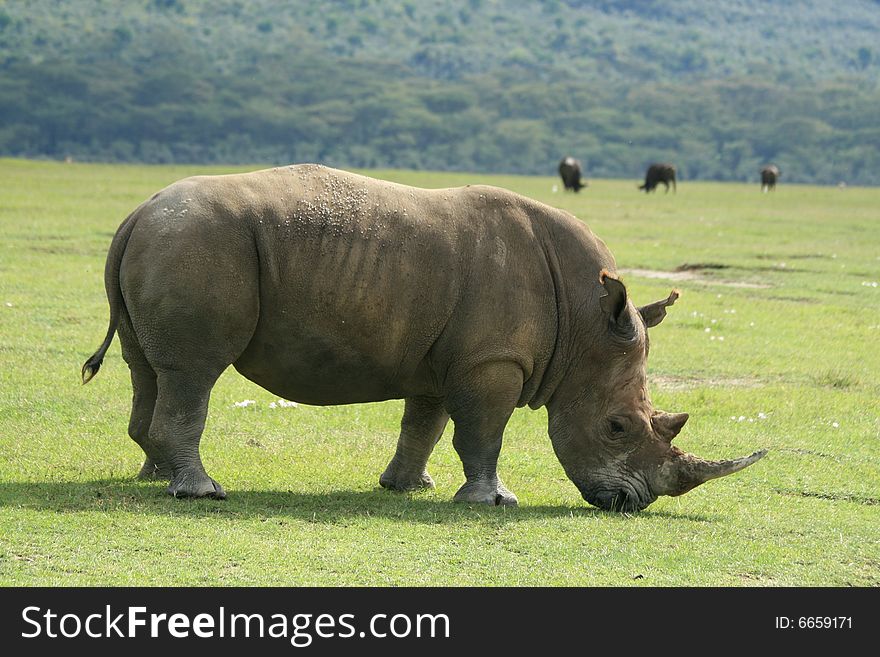 A photo of a rino taken in Kenya. A photo of a rino taken in Kenya