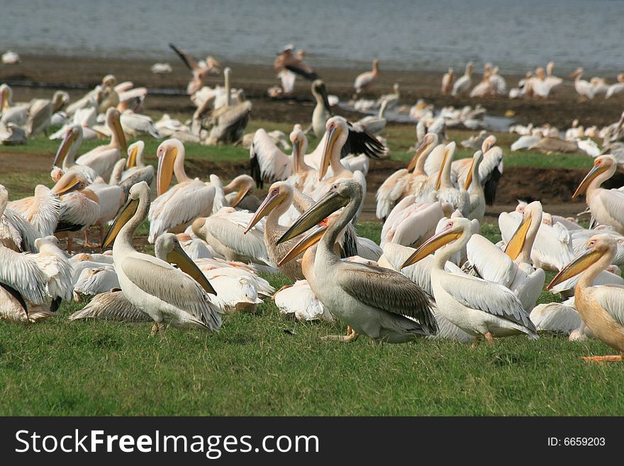 A photo of African Bird Life near a lake