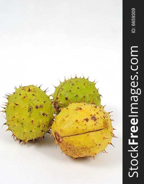 Image of a three chestnuts isolated. Image of a three chestnuts isolated