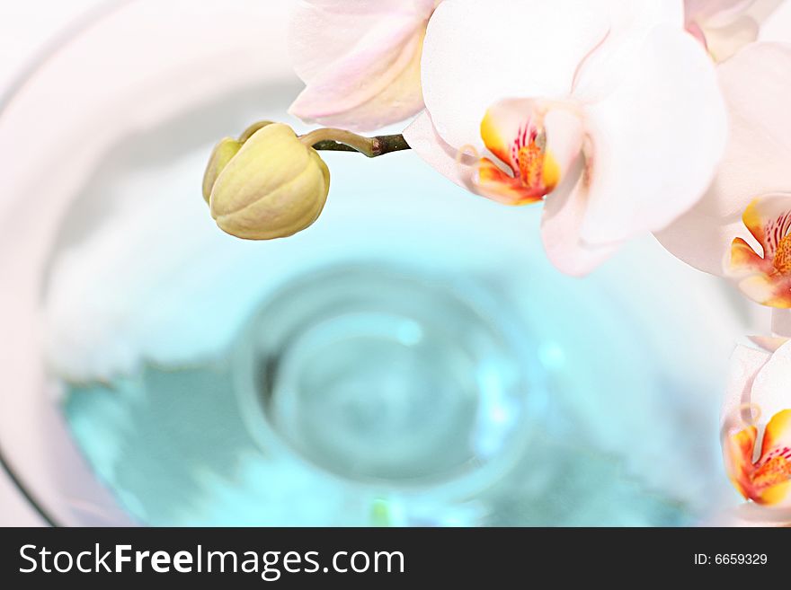 Orchid close up over blue water in glass vase. Orchid close up over blue water in glass vase