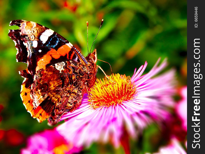 Butterfly on flower