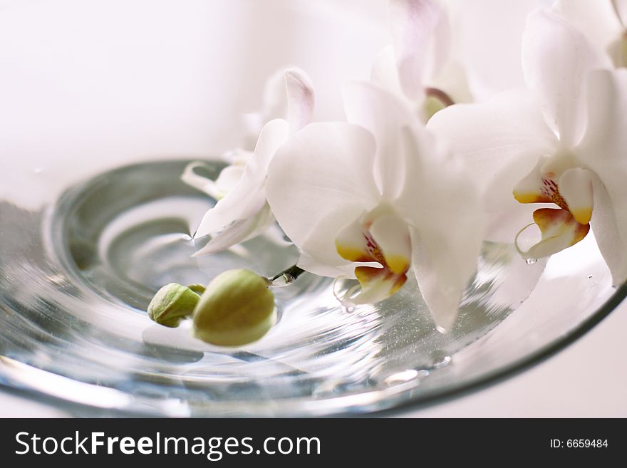 Orchid close up over blue water in glass vase. Orchid close up over blue water in glass vase