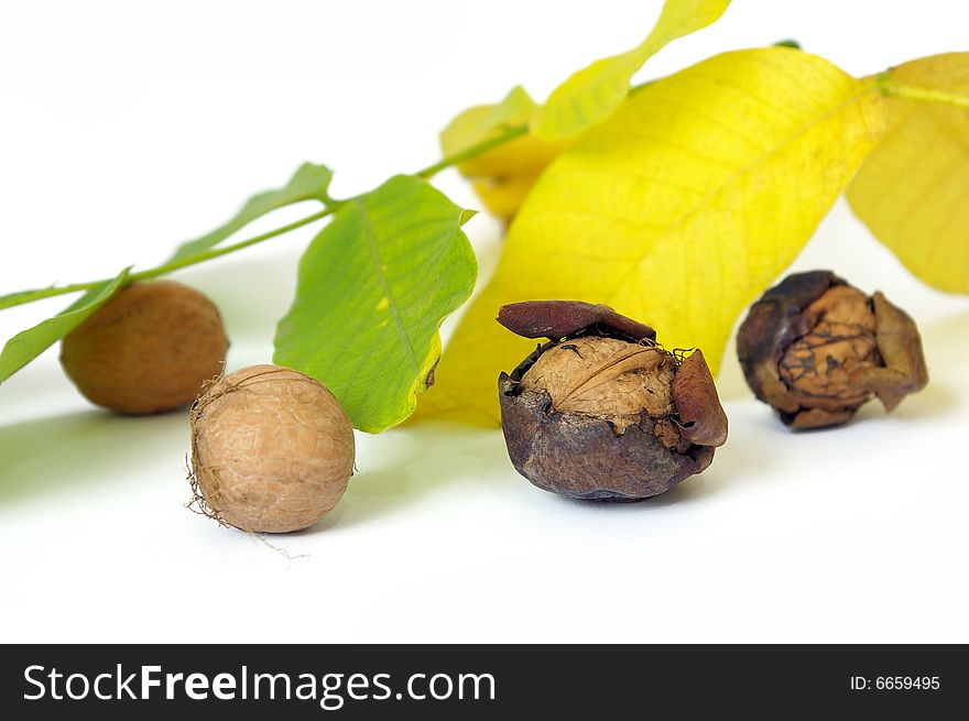 Fresh walnut and leaf isolated on a white background