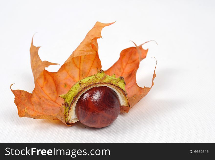 Autumn maple leaf and chestnuts - isolated. Autumn maple leaf and chestnuts - isolated