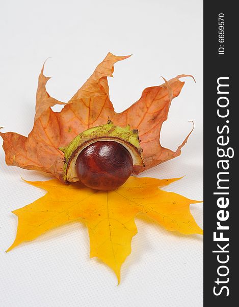 Autumn maple leaves and chestnuts - isolated. Autumn maple leaves and chestnuts - isolated