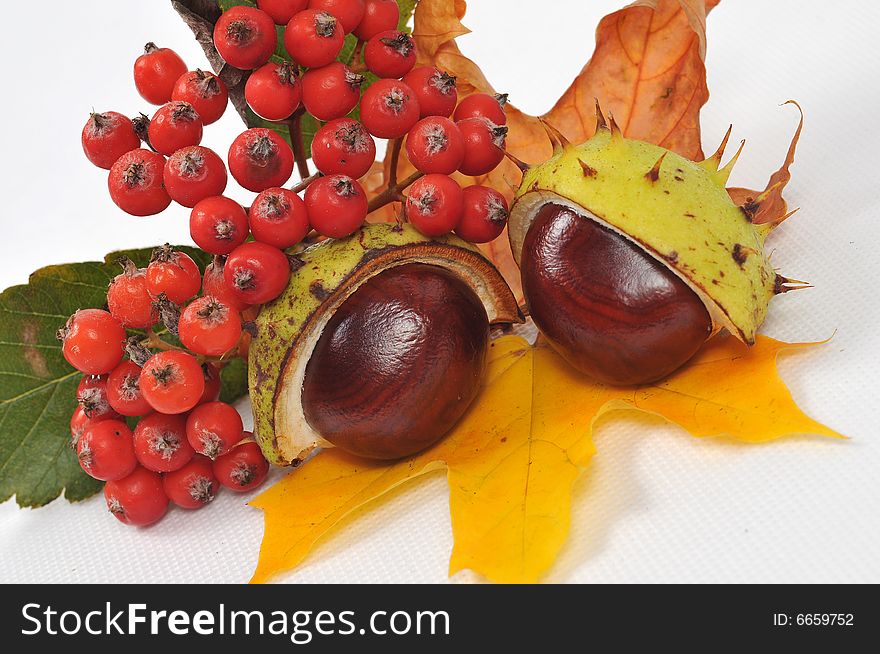 Autumn rowan  tree leaves and chestnuts - isolated. Autumn rowan  tree leaves and chestnuts - isolated