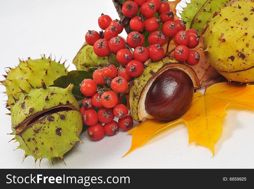 Autumn rowan  tree leaves and chestnuts - isolated. Autumn rowan  tree leaves and chestnuts - isolated