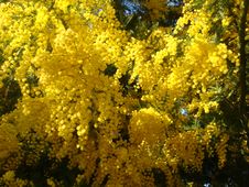 Yellow Mimosa Stock Photography Yellow Mimosa Stock Photography