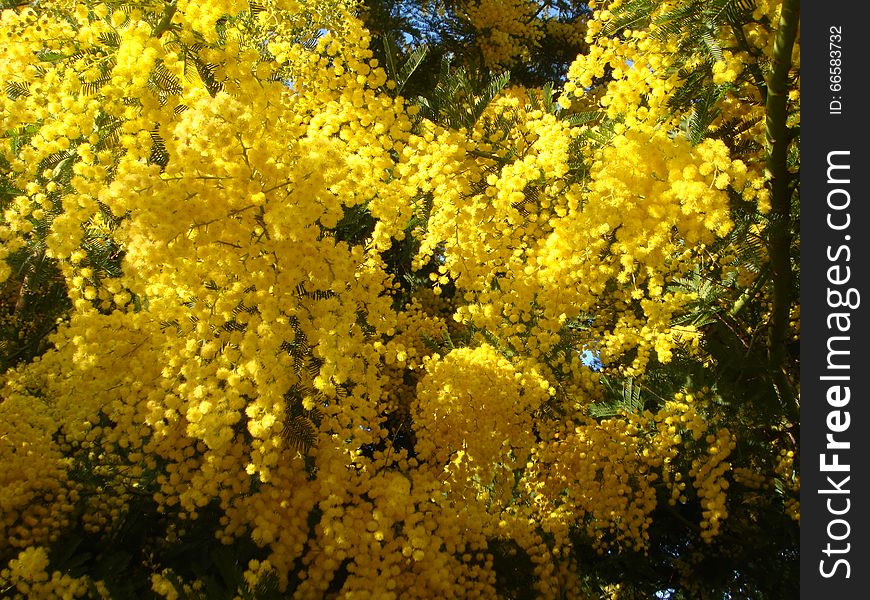 Yellow mimosa