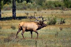 Bull Elk Royalty Free Stock Image Bull Elk Royalty Free Stock Image