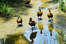Ducklings Stock Photo