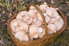 Basket, Full Of Mushrooms Royalty Free Stock Photography Basket, Full Of Mushrooms Royalty Free Stock Photography