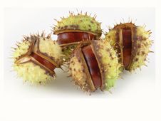 Chestnut Royalty Free Stock Image Chestnut Royalty Free Stock Image
