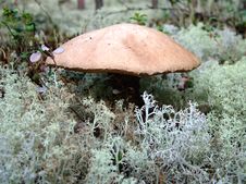 Mushroom Royalty Free Stock Photos Mushroom Royalty Free Stock Photos