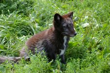 Young Arctic Fox Stock Images