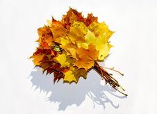 Bouquet Of Maple’s  Leafs Stock Photos