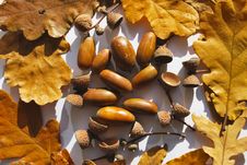 Oak’s Leafs And Acorns Royalty Free Stock Photo