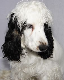 Dogs Head Stock Photo Dogs Head Stock Photo