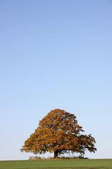 Large Oak Royalty Free Stock Images Large Oak Royalty Free Stock Images