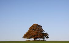 Big Oak Stock Photos Big Oak Stock Photos