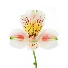 Day Lilly Blossom Royalty Free Stock Images