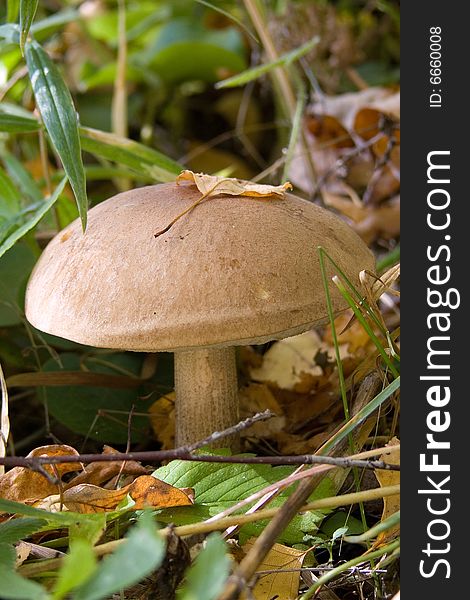 Autumn. Kazan city.The Mushroom.Fungi. Autumn. Kazan city.The Mushroom.Fungi.