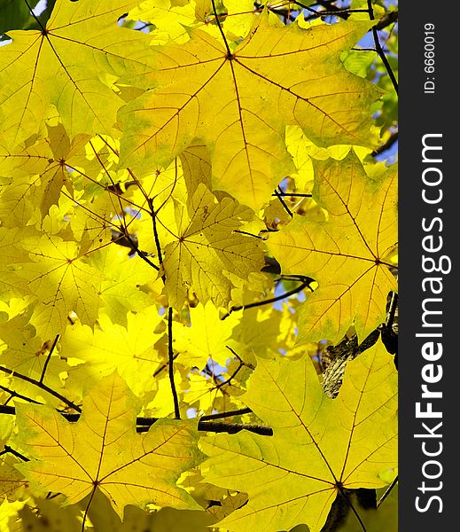 Yellow leaf background close up. Yellow leaf background close up