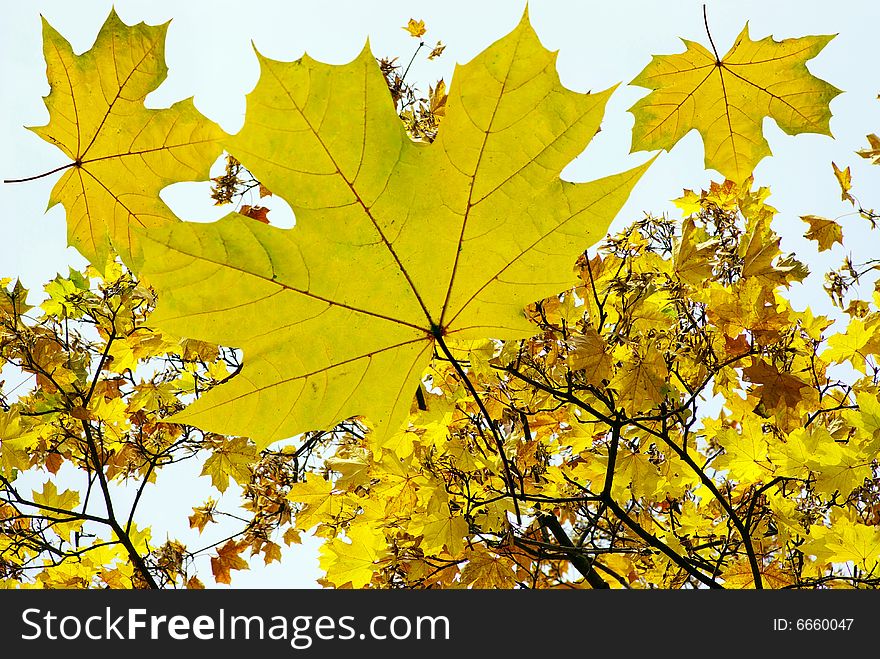 Yellow leaf background close up. Yellow leaf background close up